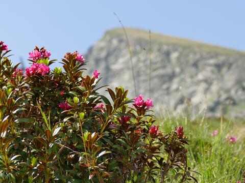 alpemrosen_alpine-rose-4372734_bild-von-baerbel-bauer-auf-pixabay