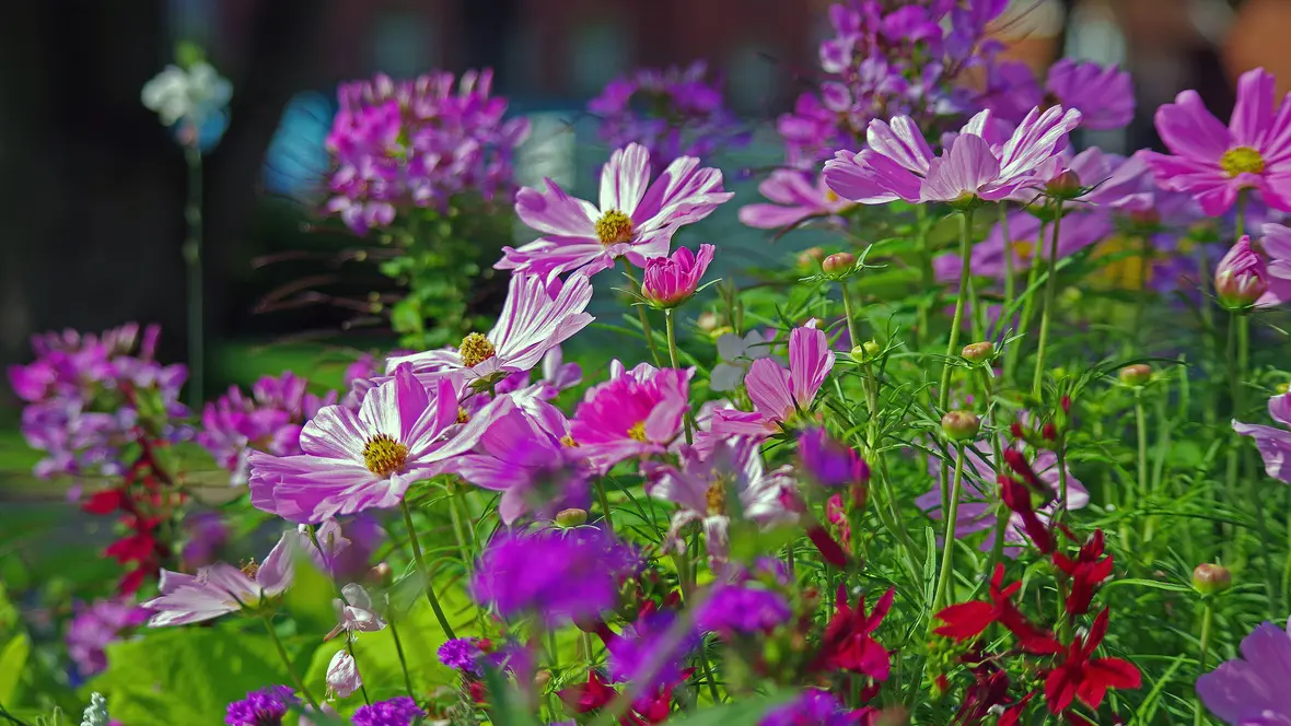 blumen